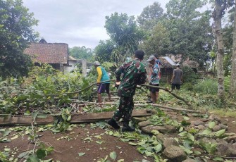 Penebangan pohon antisipasi tumbang di wilayah desa binaan 