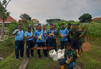 Panen raya jagung Sathar 55, Selasa (6/2)