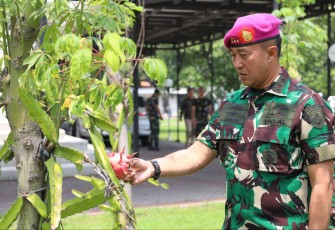 Dankodiklatal Letjen TNI (Mar) Nur Alamsyah saat panen buah naga, Kamis (15/2)