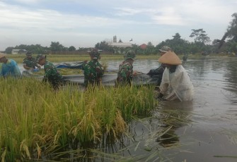 Panen padi diwilayah banjir Desa Sinoman