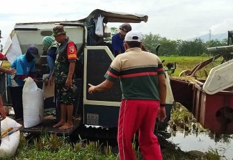 Bantu panen padi warga binaan