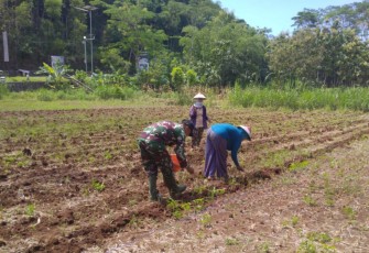 Pendampingan ketahanan pangan di wilayah desa binaan 