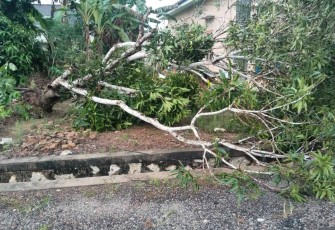 Pohon tumbang terkena angin puting beliung 