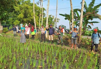 Penyemprotan disinfektan tanaman padi warga desa binaan 