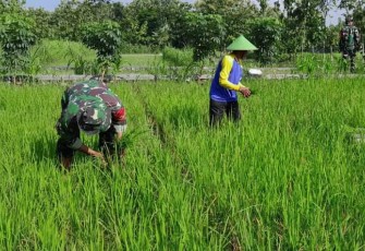 Bantu petani rawat tanaman padi di wilayah desa binaan 