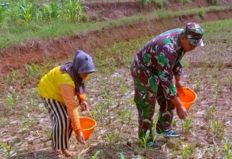 Tanam bibit jagung petani desa binaan 