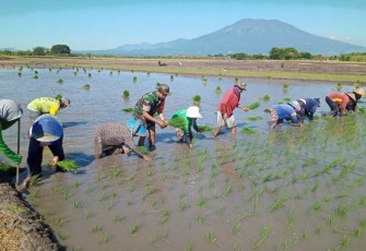 Pendampingan tanam padi petani wilayah desa binaan 