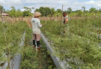 Koptu Kumiyu Terus Memberi Motivasi Para Petani Binaan Dalam Setiap Komsos 