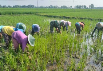 Pendampingan petani wilayah desa binaan 