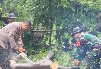 Bersihkan pohon tumbang di jalan