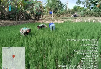 Pembersihan gulma areal persawahan petani wilayah desa binaan 
