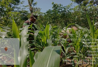 Peran Aktif Babinsa Koramil 0801/06 Bandar Dalam Bantu Merawat Tanaman Jagung 