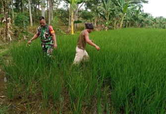 Merawat tanaman padi warga binaan 