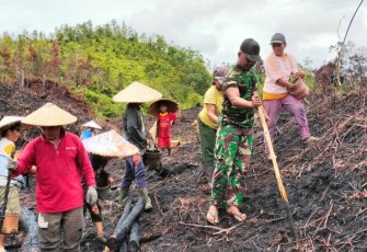 Tanam padi di wilayah desa perbatasan 