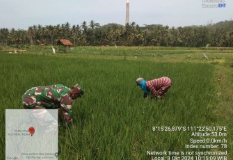 Penyiangan gulma persawahan wilayah desa binaan 