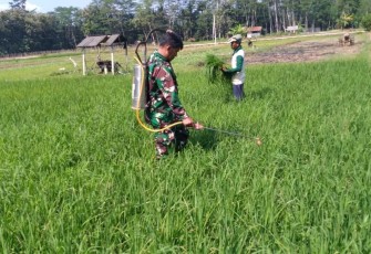 Penyemprotan pestisida padi petani binaan