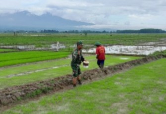 Bantu rawat persawahan petani desa binaan 