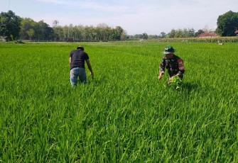 Bantu petani wilayah desa binaan 