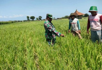 Pengecekan tanaman pertanian warga desa binaan 