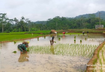 Tanam padi bersama warga binaan