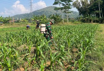 Penyemprotan hama tanaman jagung petani desa binaan