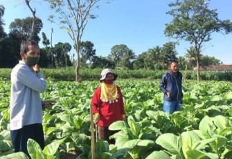 Pertanian Tembakau di Kabupaten Blitar