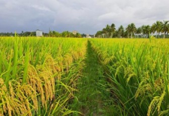  Panen Padi dengan Produktivitas TinggiKabupaten Sambas