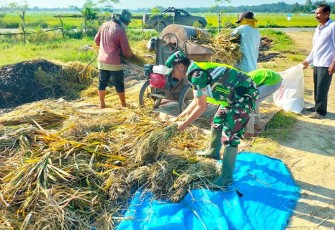 Babinsa Serda Puji Raharjo saat Turun ke Sawah Bantu Petani Merontokkan Padi