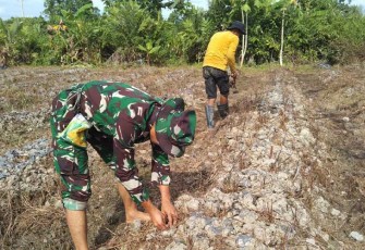 Babinsa Koramil Mapurujaya Rutin Bantu Petani Dalam Menggarap Lahan Pertanian