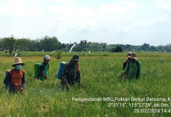Babinsa Koramil 1002-02/Batang Alai Utara HST saat Bantu Petani Semprot Hama Wereng