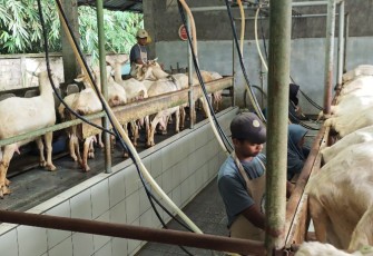Pemerahan susu kambing di BNF Kabupaten Sleman Yogyakarta