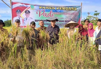 Bupati dan Wakil Bupati Natuna saat Panen Padi di Desa Payak, Selasa (06/02/2024).