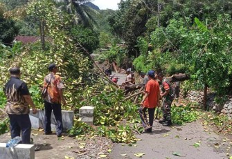 Babinsa Sawahan, Serda Puspo, dari Koramil 0806/07 Watulimo, bersama Pilar Desa dan warga sekitar dengan sigap menanggapi musibah pohon manggis yang tiba-tiba tumbang menimpa rumah Bapak Sugiyono