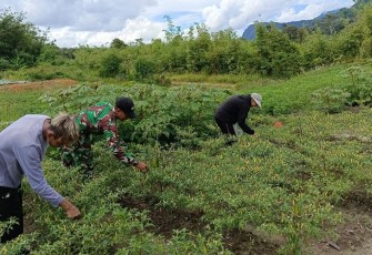 Satgas Pamtas RI-Malaysia Yonarmed 16/TK saat Laksanakan Kegiatan Panen Kacang Panjang dan Cabai Bersama Masyarakat Perbatasan