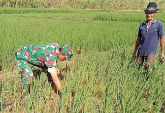 Babinsa Sukowidodo Dampingi Petani Bersihkan Gulma di Lahan Padi