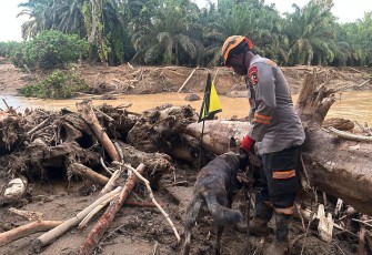 Den K9 Ditpolsatwa Baharkam Polri Berhasil Temukan Satu Korban Bencana Alam di Batang Toru