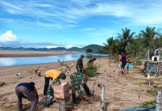 Kodim 0801/Pacitan Lakukan Aksi Tanam Bibit Mangrove