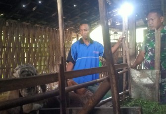 Sambangi Peternak Kambing Babinsa Koramil Karangjati Berikan Motivasi