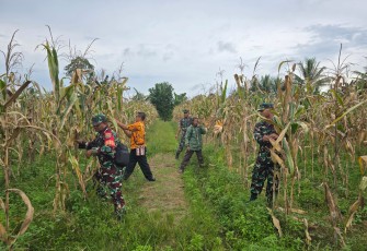 Babinsa Koramil 1710-02/Timika Bantu Warganya Dalam Memanen Jagung