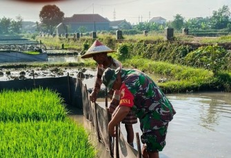 Babinsa Desa Wajaklor Serka Adi Kuswantoro, anggota Koramil Tipe B 0807/02 Boyolangu, melaksanakan pendampingan pemasangan seng pelindung benih padi di lahan sawah milik petani warga binaan, anggota Pok Tani Sri Rejeki 2, Desa Wajaklor, Kecamatan Boyolangu, Kabupaten Tulungagung, Jawa Timur, Sabtu (30/08/2025)