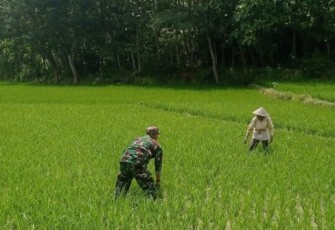  Babinsa Koramil 0801/03 Arjosari Bantu Petani Lakukan Penyiangan