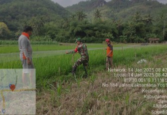  Babinsa Koramil 0801/03 Arjosari Bantu Petani Pasang Jaring