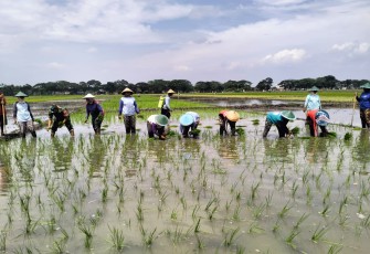 Kegiatan tanam padi di Desa Purwosari Kec. Kwadungan Kab. Ngawi, Kamis (2/1/2025).