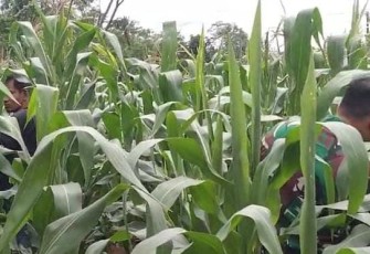 Serka Wahyu Tri Suseno Babinsa Koramil 0801/10 Punung membantu petani pembasmian hama ulat pada tanaman Jagung