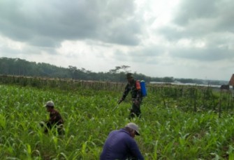 Serka Harianto Bantu Semprot Jagung