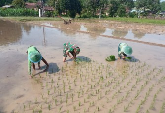 Babinsa Desa Ngadirejo Bersama Gapoktan Tanam Padi untuk Ketahanan Pangan