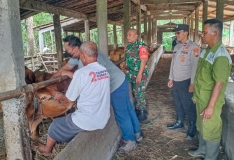 Babinsa Koramil 0805/12 Mantingan bersama PPL peternakan melakukan vaksin PMK 