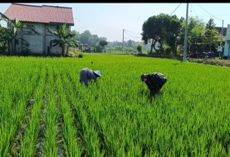 Babinsa Koramil 14/Bringin Kodim 0805/Ngawi terus komitmen dalam rangka mendukung program ketahanan pangan