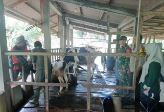Babinsa Koramil 0801/04 Tegalombo Dampingi Vaksinasi PMK