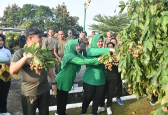 Family Fun walk diawali dengan dilaksanakannya panen perdana buah Kelengkeng yang ditanam diseputaran lapangan Makorem 071/Wijayakusuma Sokaraja, Banyumas, Jumat (13/6/2025)